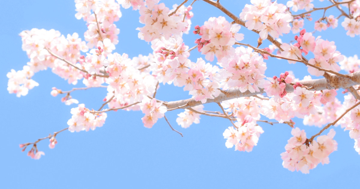 六本木一丁目 赤坂の桜お花見散歩スポット Sbi Africa